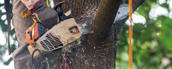 Professional  Tree Services in Horton, KS