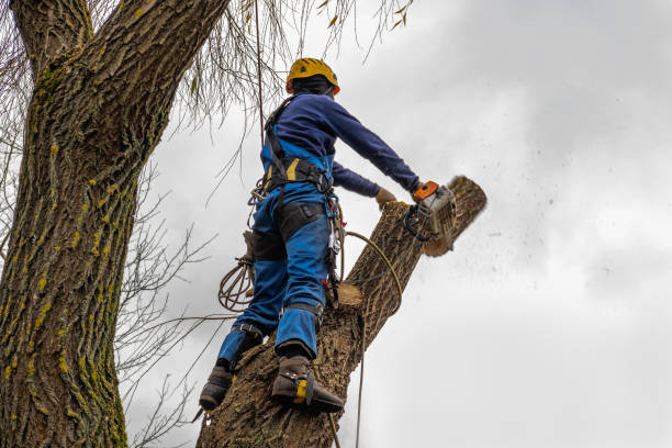 Best Arborist Consultation Services  in Horton, KS