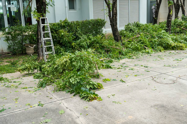 Best Emergency Tree Removal  in Horton, KS